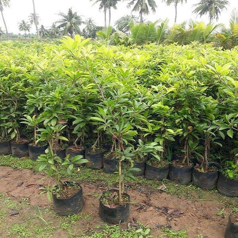 Sapota / Chikoo (चीकू) Grafted Plant - Manilkara zapota